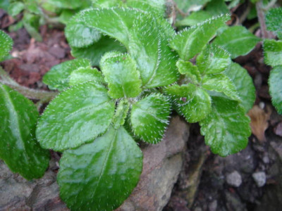 Chrysosplenium_lanuginosum_var._formosanum.JPG