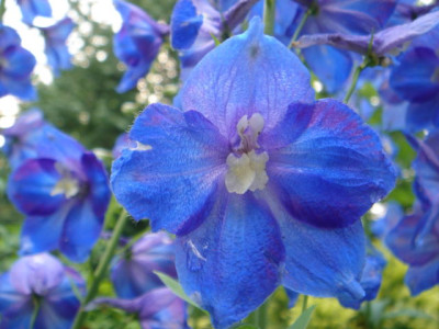 Delphinium__Polarnacht_2.JPG