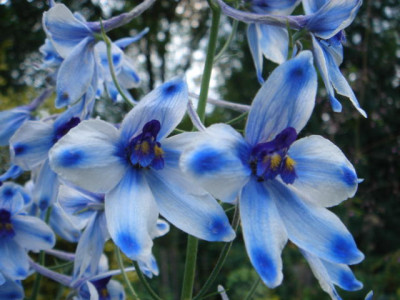 Delphinium_Delft_Blue_2.JPG