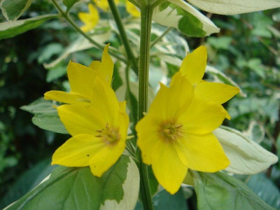 Lysimachia_punctata_Alexander_Blute.JPG