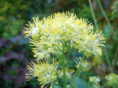 Thalictrum_flavum.JPG