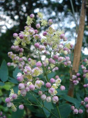 Thalictrum_Elin.JPG