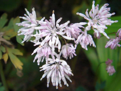 Thalictrum_kiusianum_1.JPG