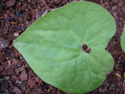 Asarum_sieboldii.JPG