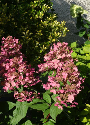 Hydrangea.Wims_Red.21-1.jpg