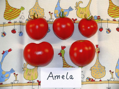 230919_Amela-F2.jpg