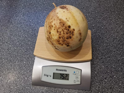 Mehltau-Melone_1.jpg