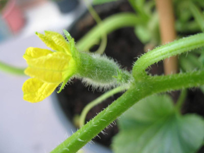 1Melone270608.jpg