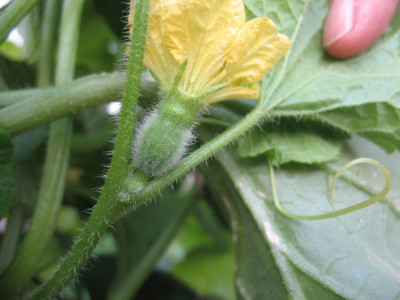 2Melone270608.jpg