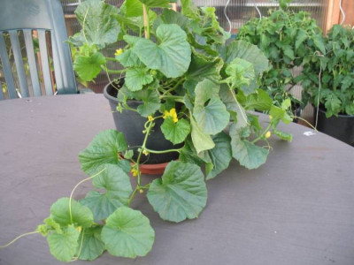 3Melone270608.jpg
