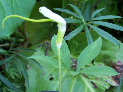 100_1370_ARISAEMA_sp._white_fragrant__800.jpg