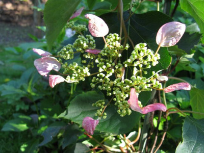 Schizophragma__hydrangeoides_Roseum640x480.JPG