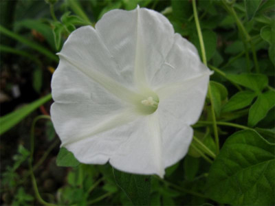 Ipomoea-pubescens-Alba1.jpg