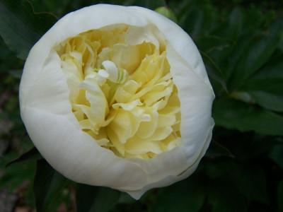 100_1356_Paeonia_alba_sehr_alt__800.jpg