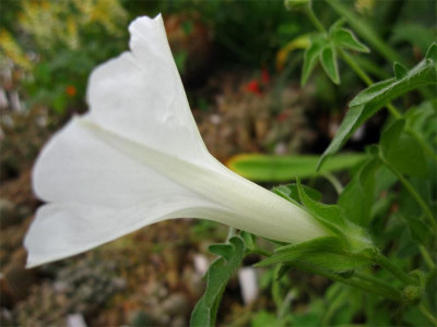 Ipomoea-pubescens-Alba2.jpg