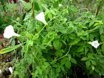Ipomoea-pubescens-Alba3.jpg