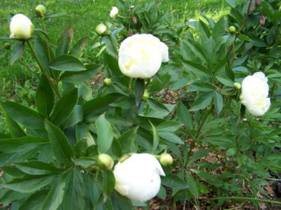 100_1359_Paeonia_alba_Strauch__640.jpg