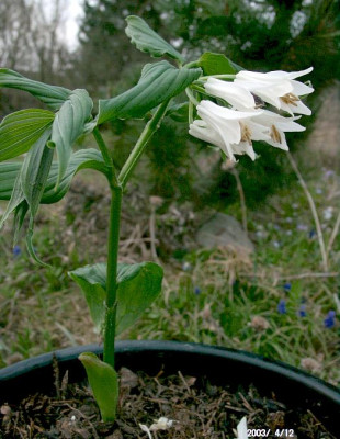 04120006_eDisporum_megalanthum.JPG
