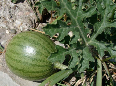 wassermelone.jpg