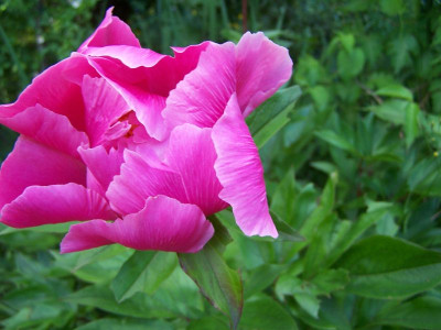 100_1353_Paeonia_unbenannt__800.jpg