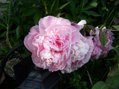 100_1361_Paeonia_de_Chine_rose__800.jpg