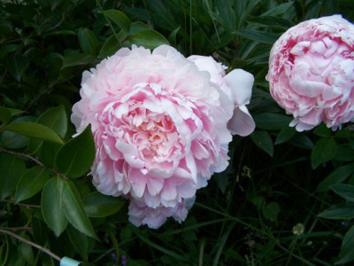 100_1362_Paeonia_de_Chine_vollgeoffnet__640.jpg