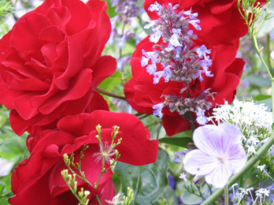 Ulmer_Munster_mit_Nepeta_transkaukasica_Blue_Infinien_und_Geranium.JPG