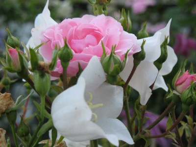 Bonica_82_lat_sich_von_Campanula_persicifolia_beschutzen.JPG