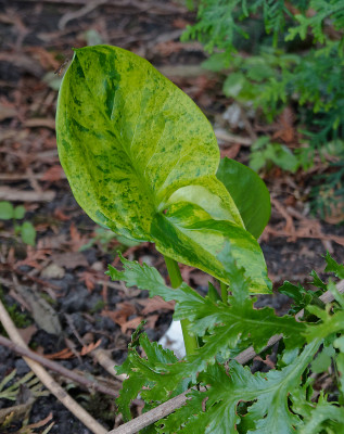 DSC01527_DxO.jpg
