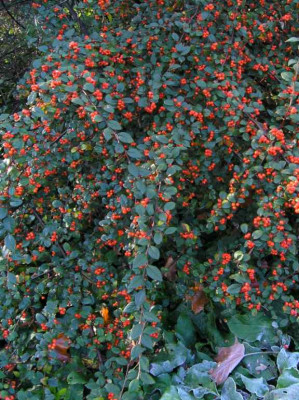 Cotoneaster_simonsii.jpg