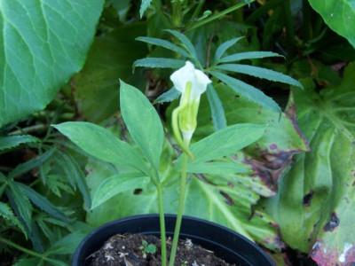 100_1373_Arisaema_sp._white_fragrant__640.jpg