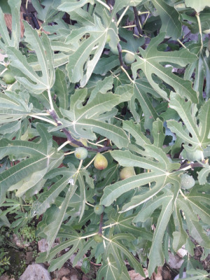 Brunswick Herbst.jpg