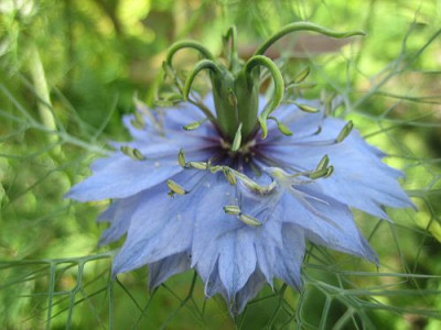 Nigella_blau_gefullt_51751.jpg