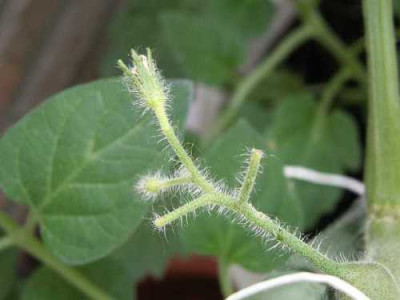 andrea_tomaten02.jpg