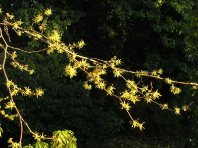 Hamamelis_erste_Blueten.jpg
