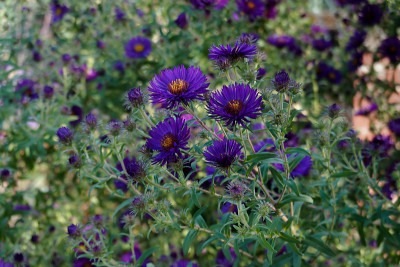 DSC01533_DxO.jpg
