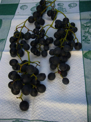 Muskat bleu Trauben 1.JPG