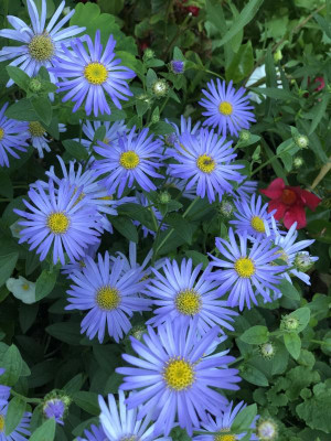 IMG_2373.jpeg