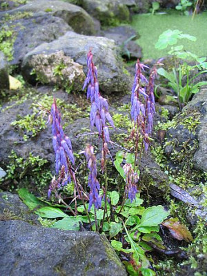 Wulfenia_amherstiana__Teichrand_fars.jpg