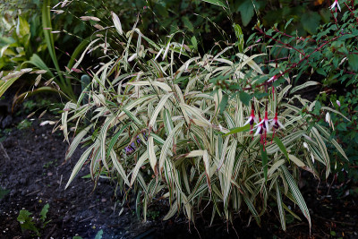 DSC01540_DxO.jpg