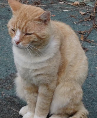 garfield19.jpg