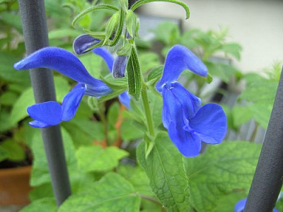 Salvia_patens_fars_2008.jpg
