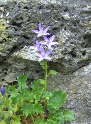 Campanula_poscharskyana_fars_2008.jpg
