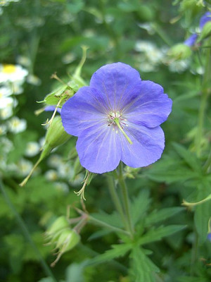 Geranium_pratense_fars_2008.jpg
