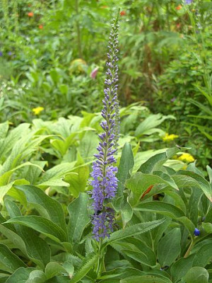 Veronica_unbekannt_fars_2008.jpg