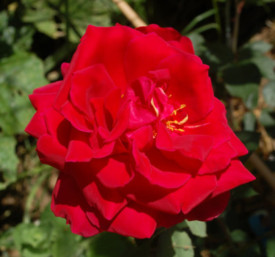 Mirandy_0010__H_29435.jpg