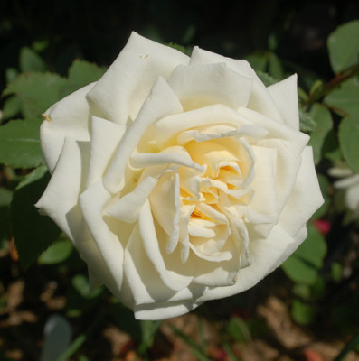 White_Cap_0010__G_29444.jpg