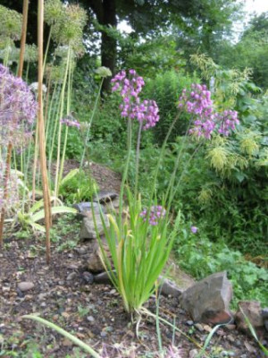 Allium_stellatum_habitus.jpg
