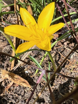 2023-09-24 Sternbergia lutea.jpg
