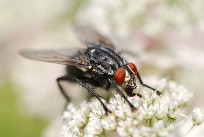 grosse_boese_fliege.jpg